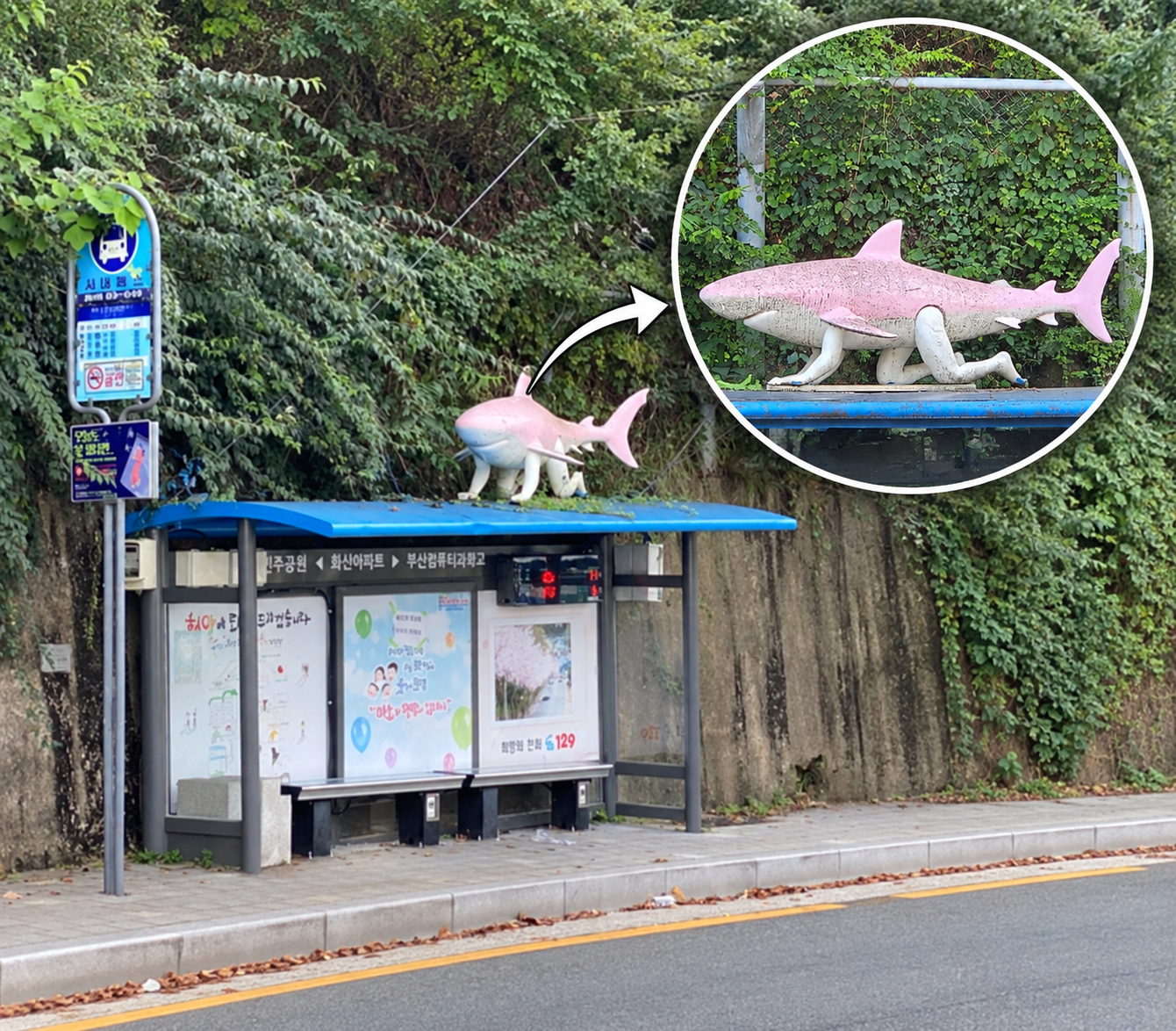 A photo composite of a Busan bus stop shark sculpture with a circular close-up