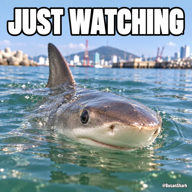 Just watching — Busan Shark reaction meme