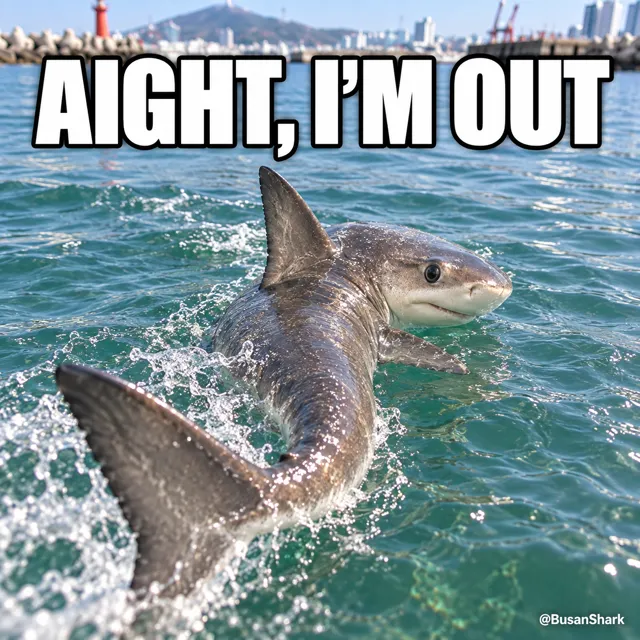 I'm out — Busan Shark reaction meme