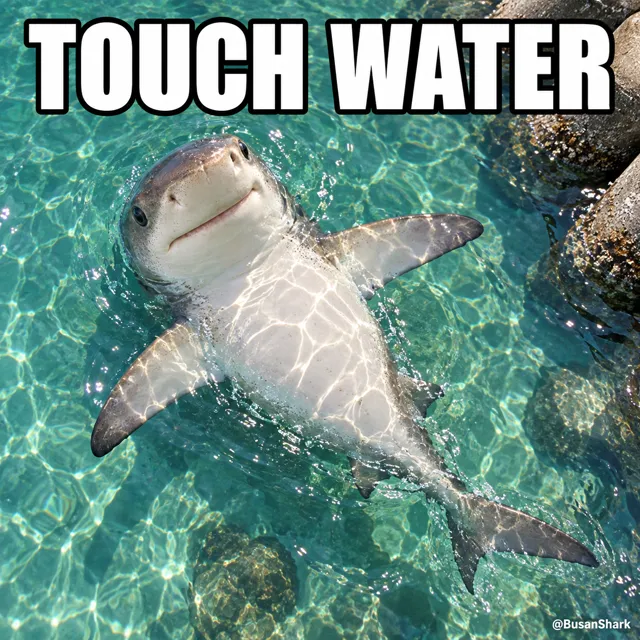 Touch water — Busan Shark reaction meme