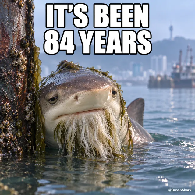 It's been 84 years — Busan Shark reaction meme